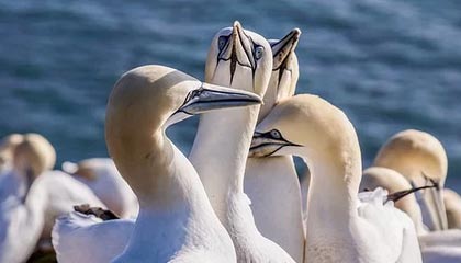 开云体育app-开拓者官方：正式从G联盟混音队召回中国球员杨瀚森