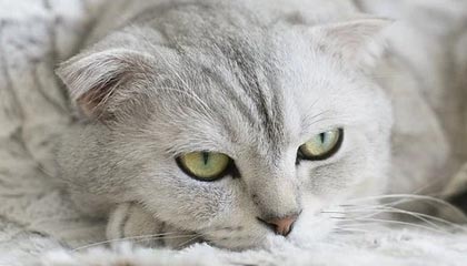 开云体育app-开拓者官方：正式从G联盟混音队召回中国球员杨瀚森